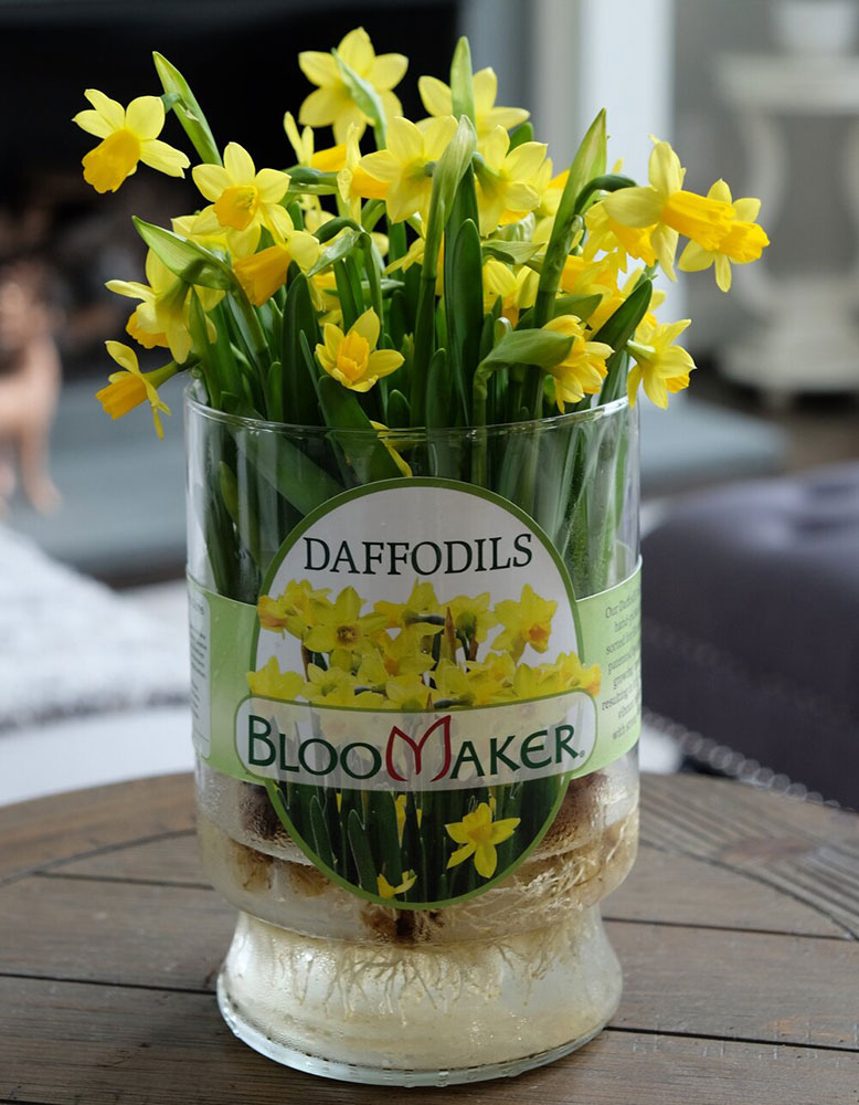 Hydroponic Daffodils 2 bloomaker daffodils hydroponic category