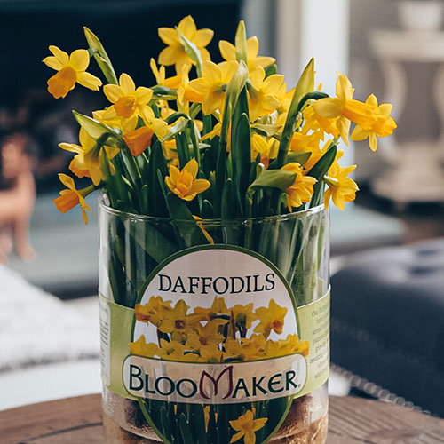 bloomaker daffodils hydroponic square