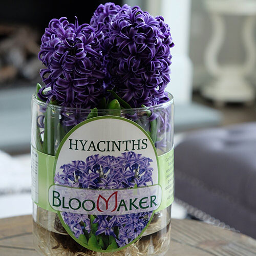 bloomaker hyacinth hydroponic square