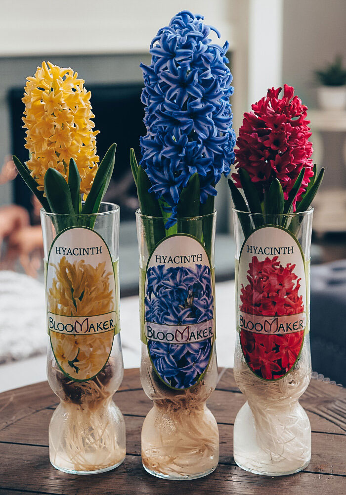 bloomaker hyacinths hydroponic