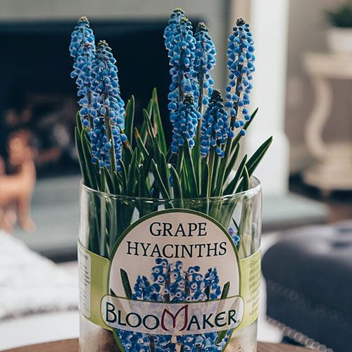 bloomaker muscari hydroponic square