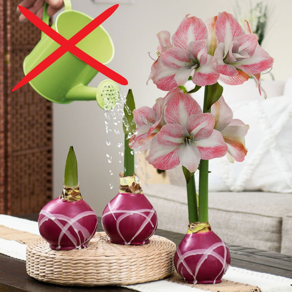 Bloomaker® Waxed Amaryllis bulbs do not require any water