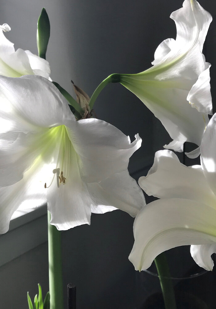Product Gallery 29 bloomaker vase amaryllis