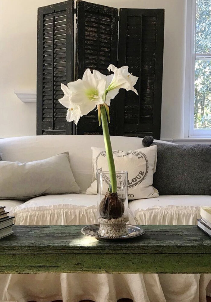 Product Gallery 31 bloomaker vase amaryllis