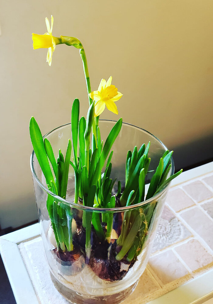Product Gallery 18 Daffodils in Bloomaker Vase