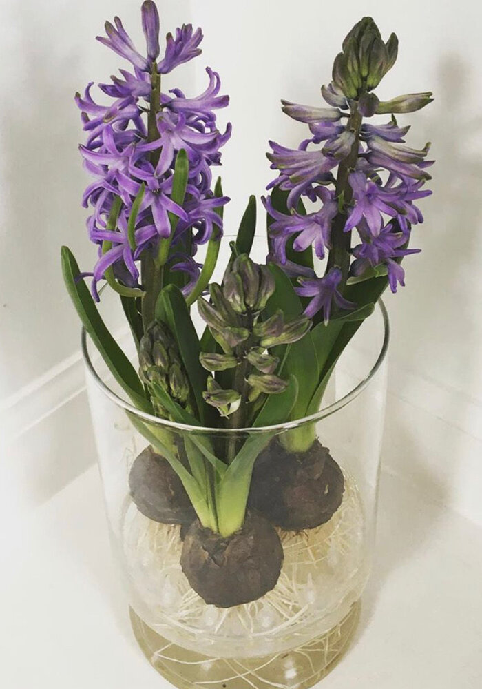 Product Gallery 14 Hyacinth in in Bloomaker Vase