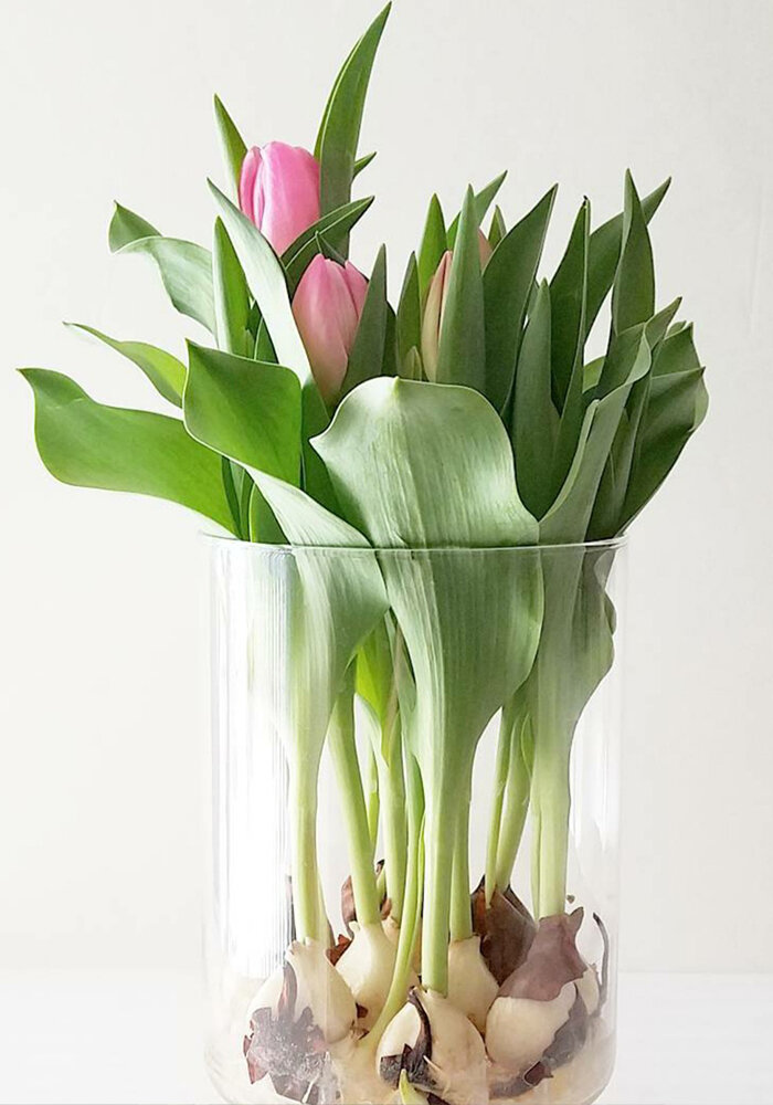 Product Gallery 25 bloomaker vase tulips