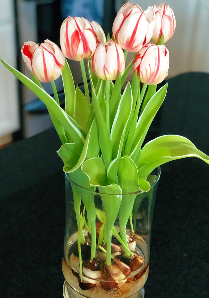 Product Gallery 2 Tulips in Bloomaker Vase