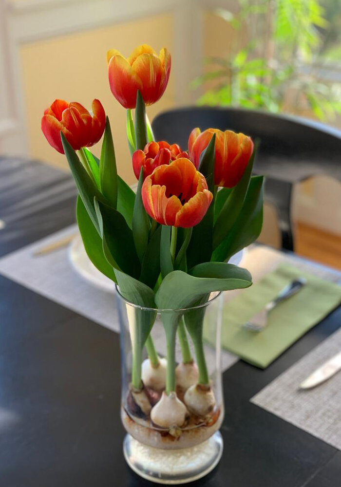 Product Gallery 7 Tulips in Bloomaker Vase