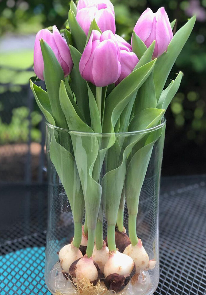 Product Gallery 5 Tulips in Bloomaker Vase