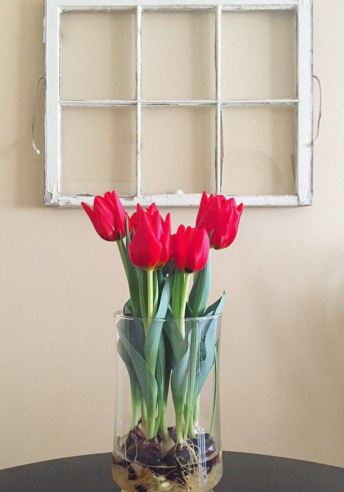 Product Gallery 6 Tulips in Bloomaker Vase