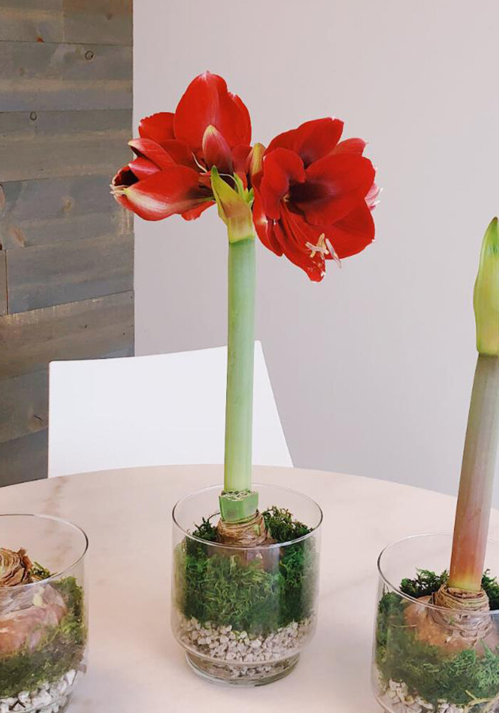 Product Gallery 28 Amaryllis in Bloomaker Vase