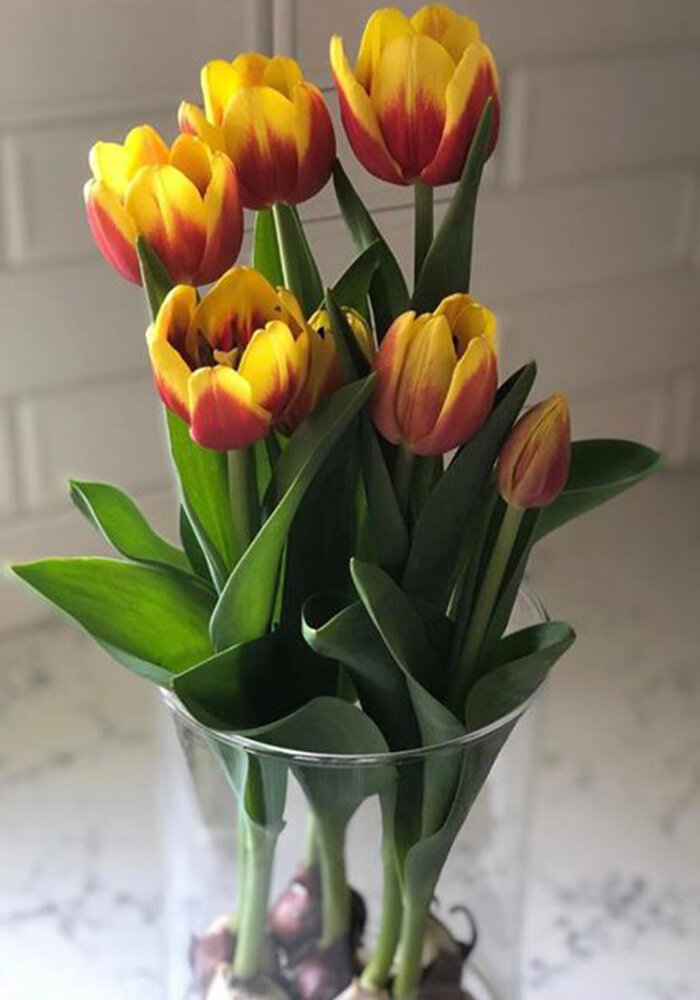 Product Gallery 9 Tulips in Bloomaker Vase