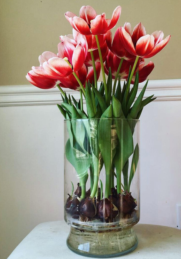 Product Gallery 12 Tulips in Bloomaker Vase