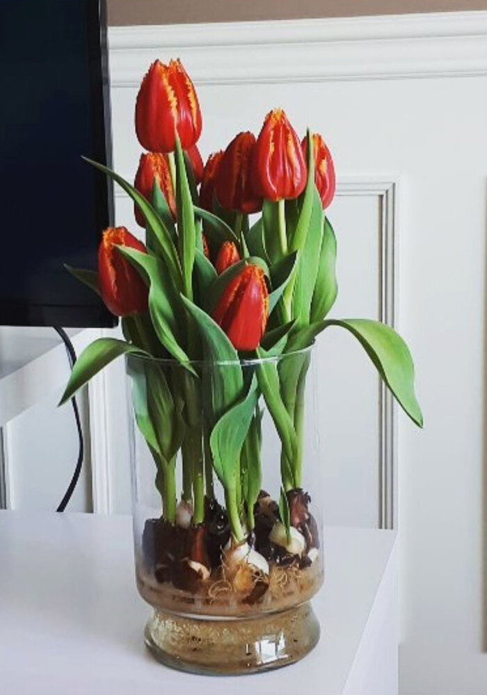 Product Gallery 16 Tulips in Bloomaker Vase