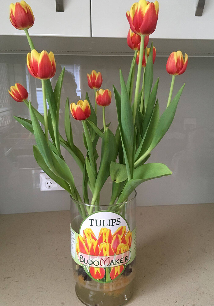 Product Gallery 17 Tulips in Bloomaker Vase
