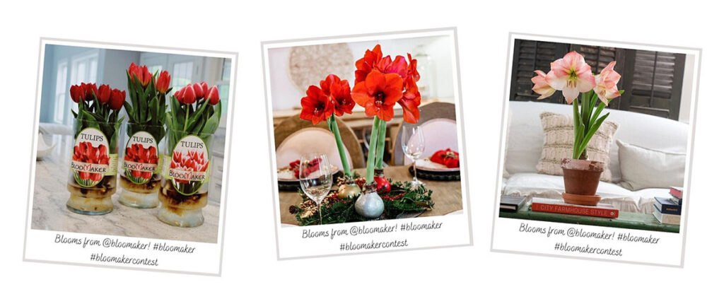 Why The Amaryllis Is A Versatile Choice 10 bloomaker sm contest