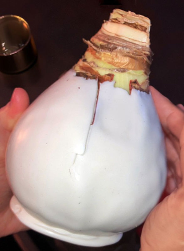 Small crack in a waxed Amaryllis bulb