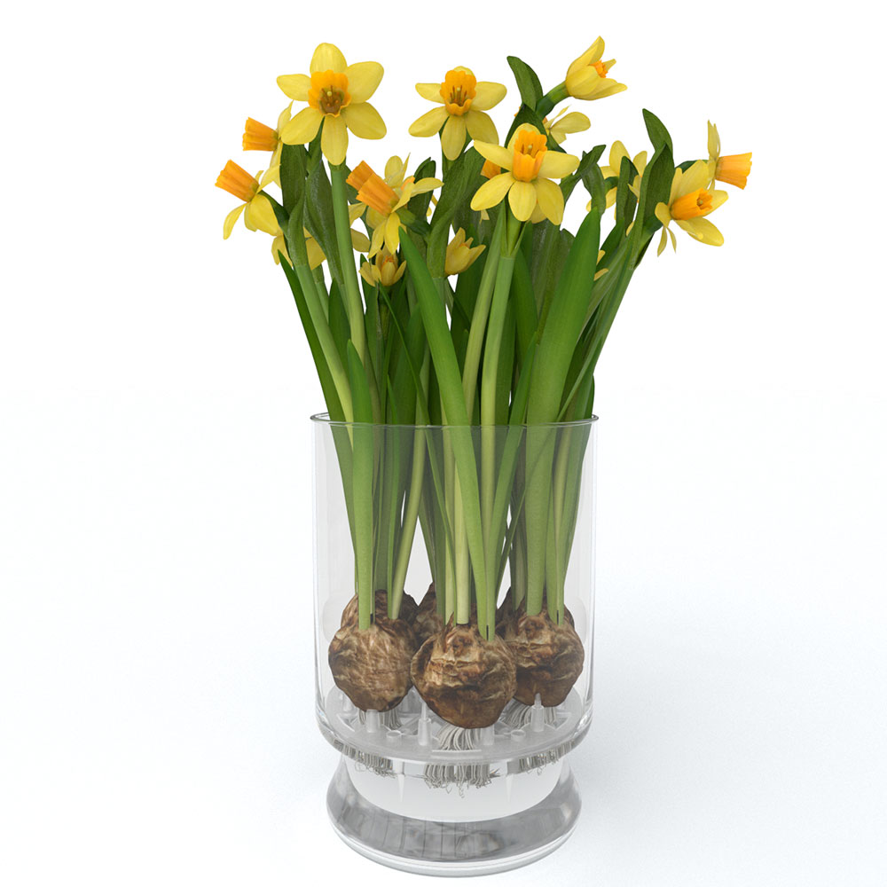 Hydroponic Daffodils 4 daffodils bloomaker hydroponic resized