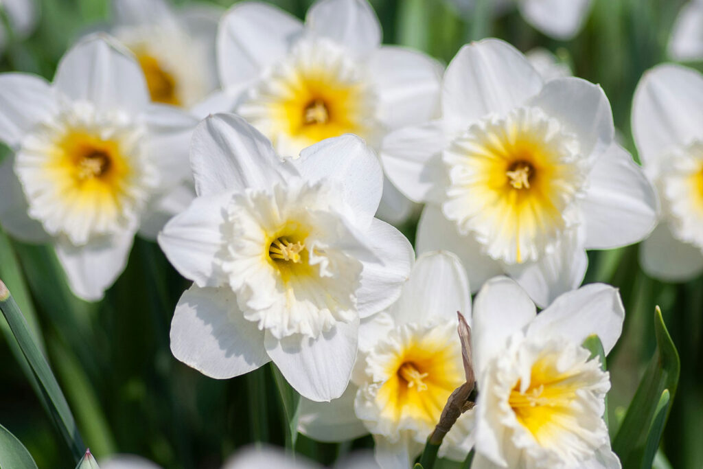 Hydroponic Daffodils 3 daffodils white