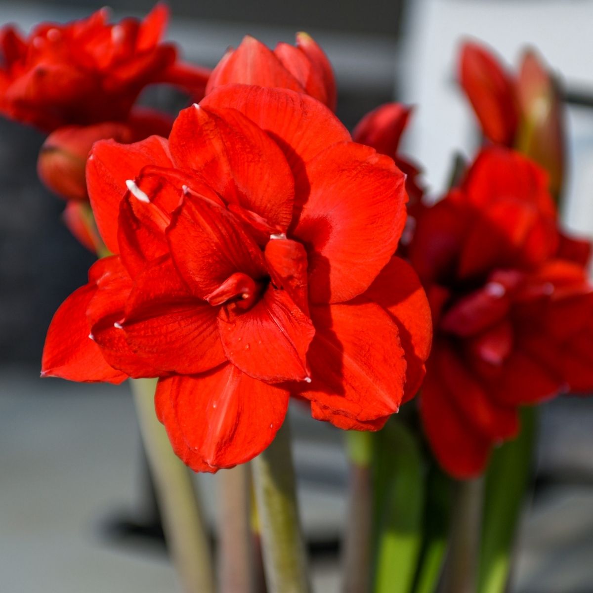 邦楽 amaryllis JokerAmaryllis_grande.jpg?v=