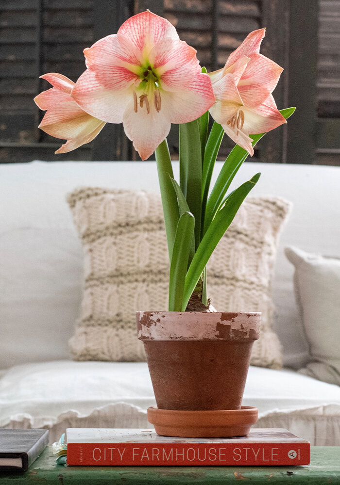 Product Gallery 35 amaryllis