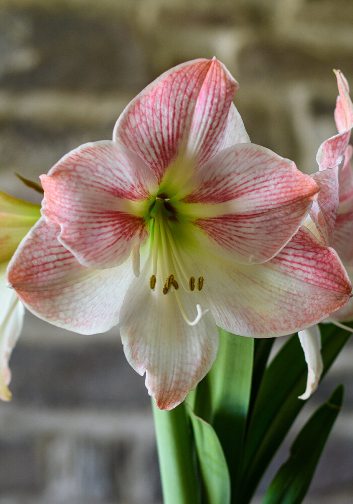 Product Gallery 33 amaryllis