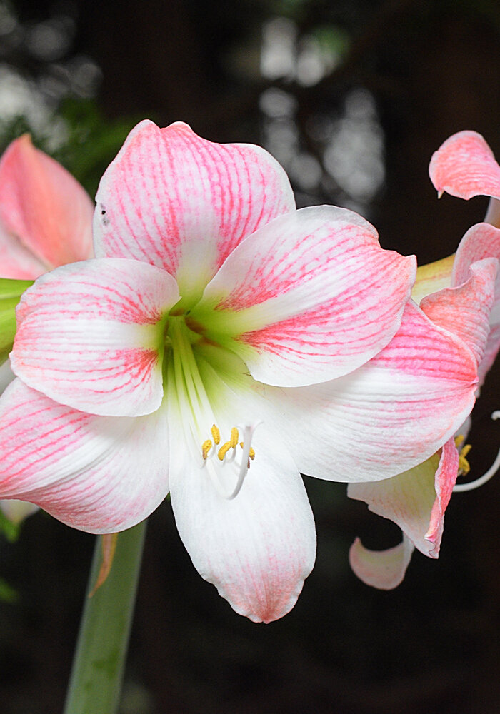 Product Gallery 34 Amaryllis