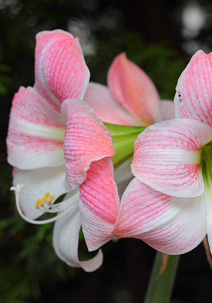 Product Gallery 30 amaryllis