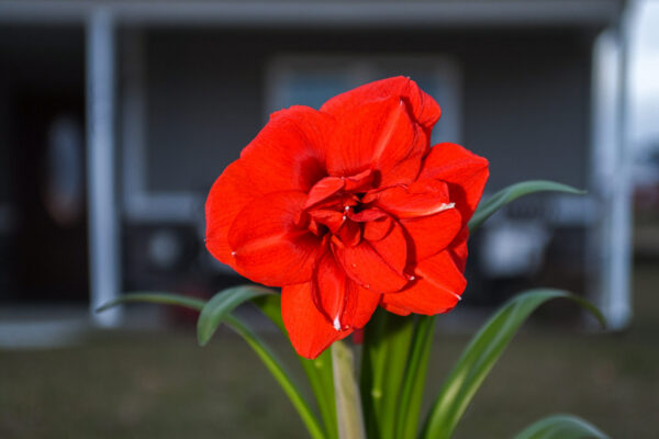 Best Flower Gifts for Dad: A Father's Day Guide for Every Type of Father