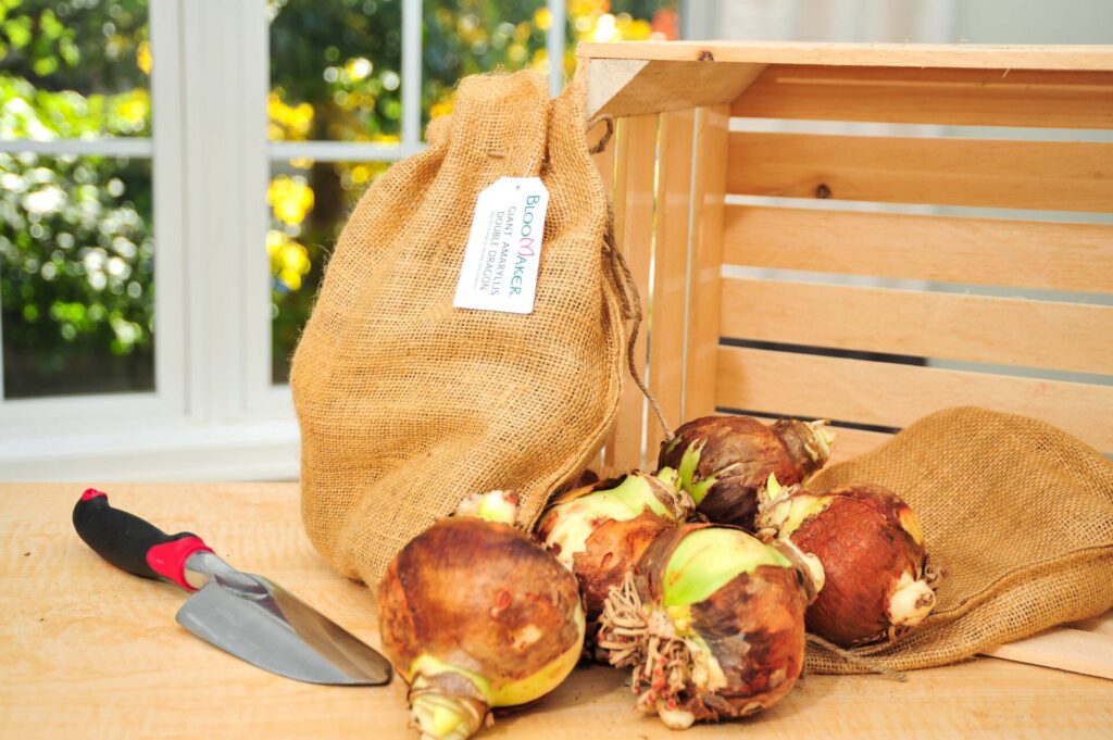 Double Red amaryllis bulbs ready to grow, perfect Father's Day gift for plant-loving dads