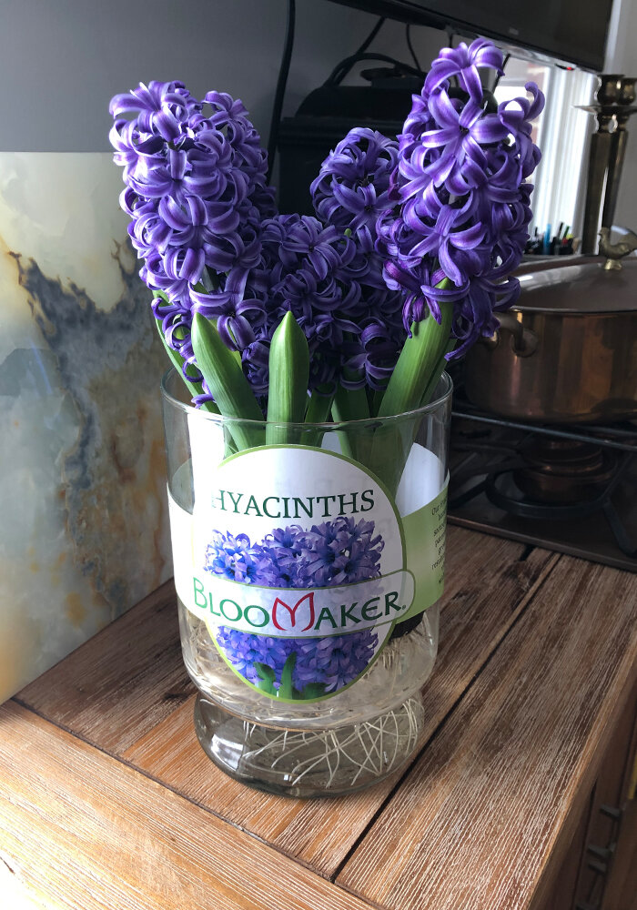 Product Gallery 4 Hyacinths in Bloomaker Vase
