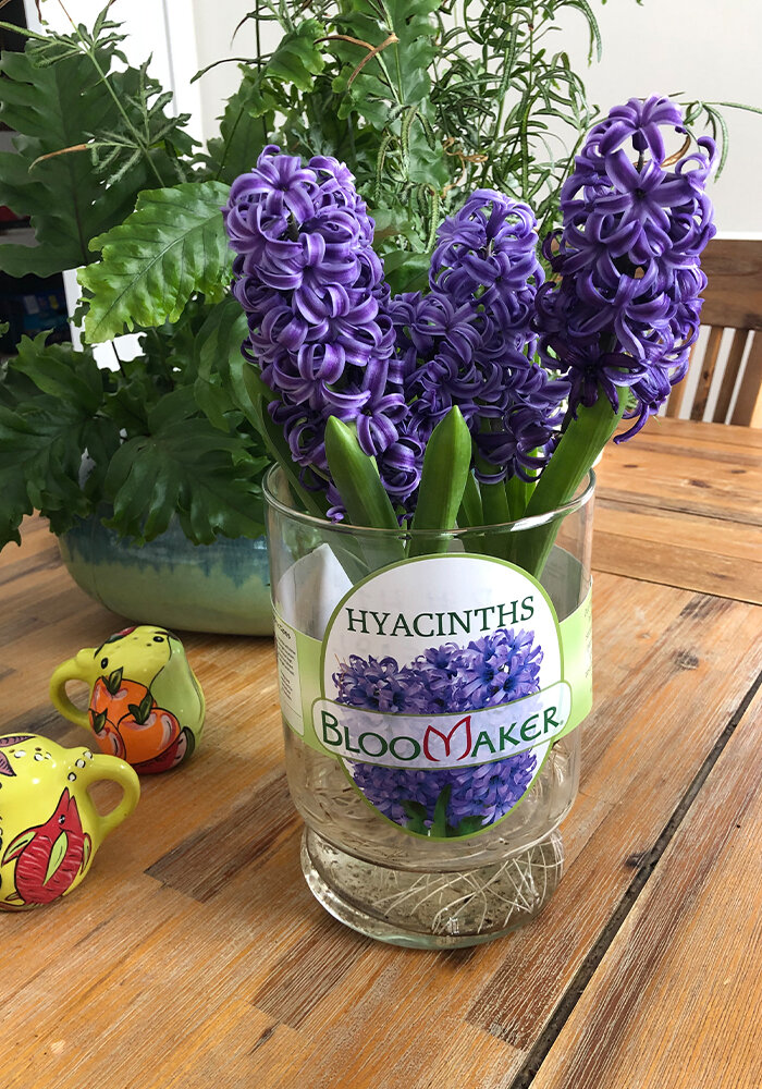 Product Gallery 11 Hyacinths in Bloomaker Vase