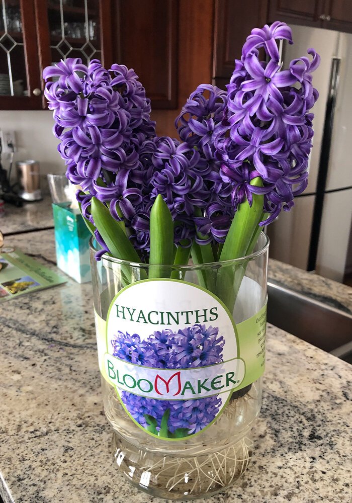 Product Gallery 21 Hyacinths in Bloomaker Vase