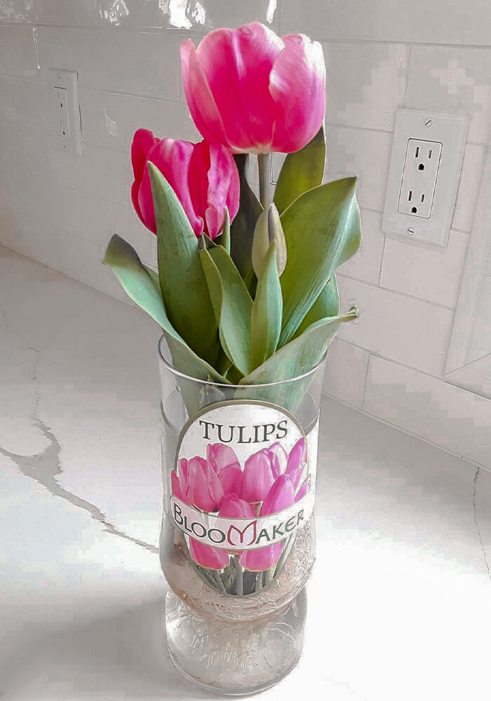 Product Gallery 22 bloomaker tulips