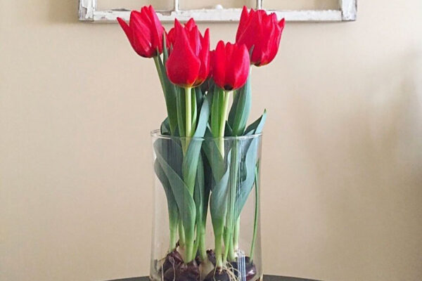 long life tulips