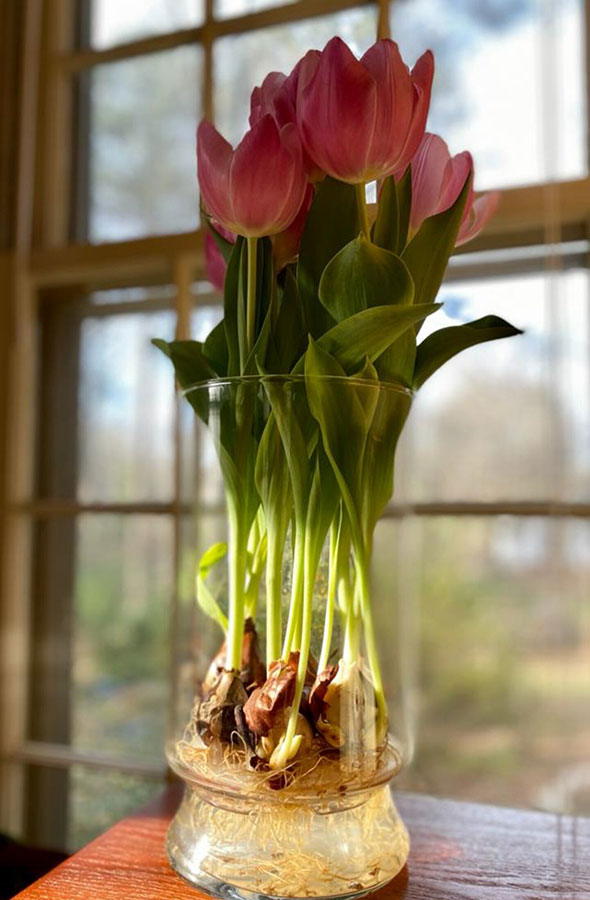 Pink Long Life Tulips from Bloomaker