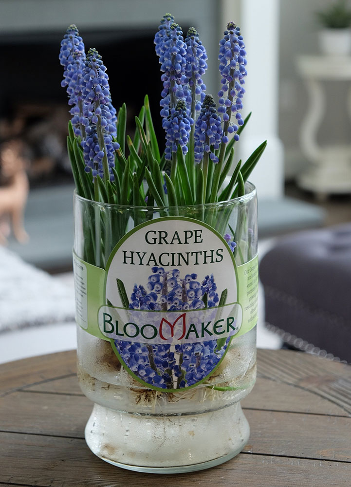 muscari hydroponic 01
