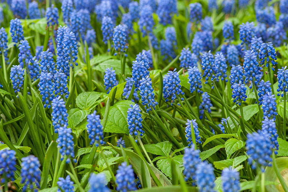 muscari