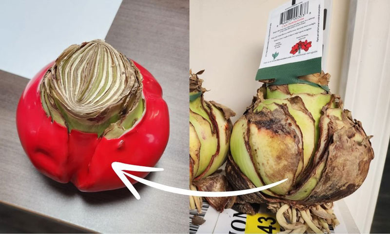 A non-waxed Amaryllis bulb showcasing its natural dents and curves next to a waxed Amaryllis bulb with the same organic look, now enhanced by a protective wax coating.