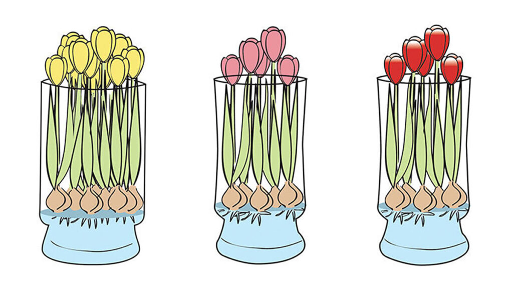 When is the Best Time to Purchase Bloomaker Tulips? 4 Tulips Blooming Over the Rim