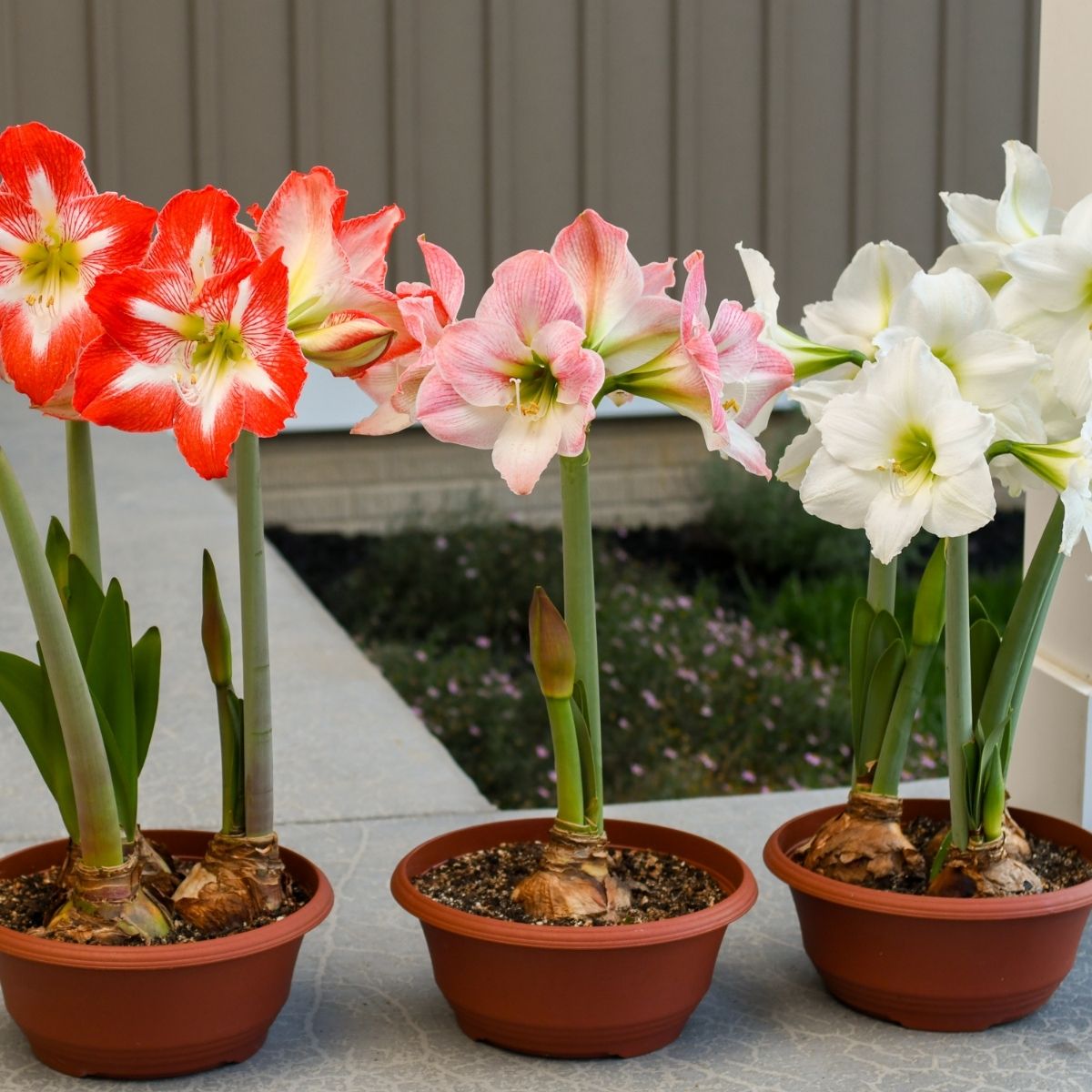 patio amaryllis bloomaker