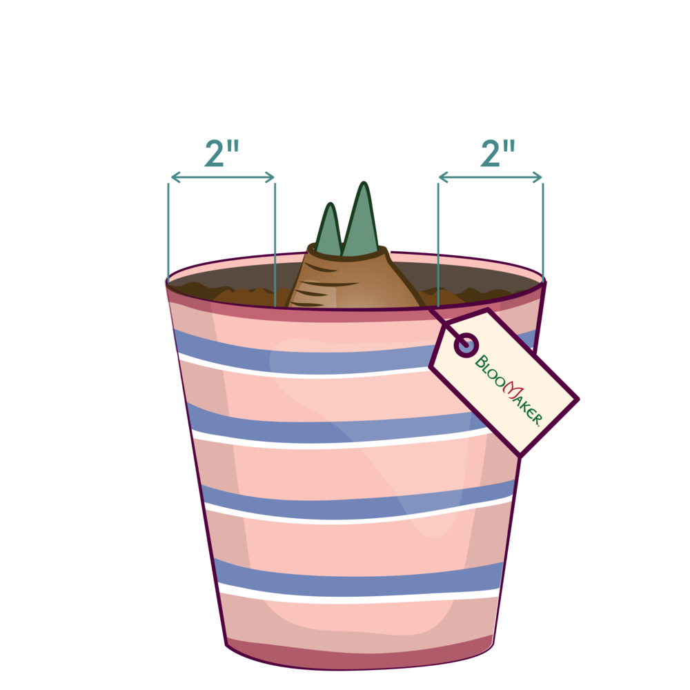 Planting with Kids 3 planting with kids place bulb