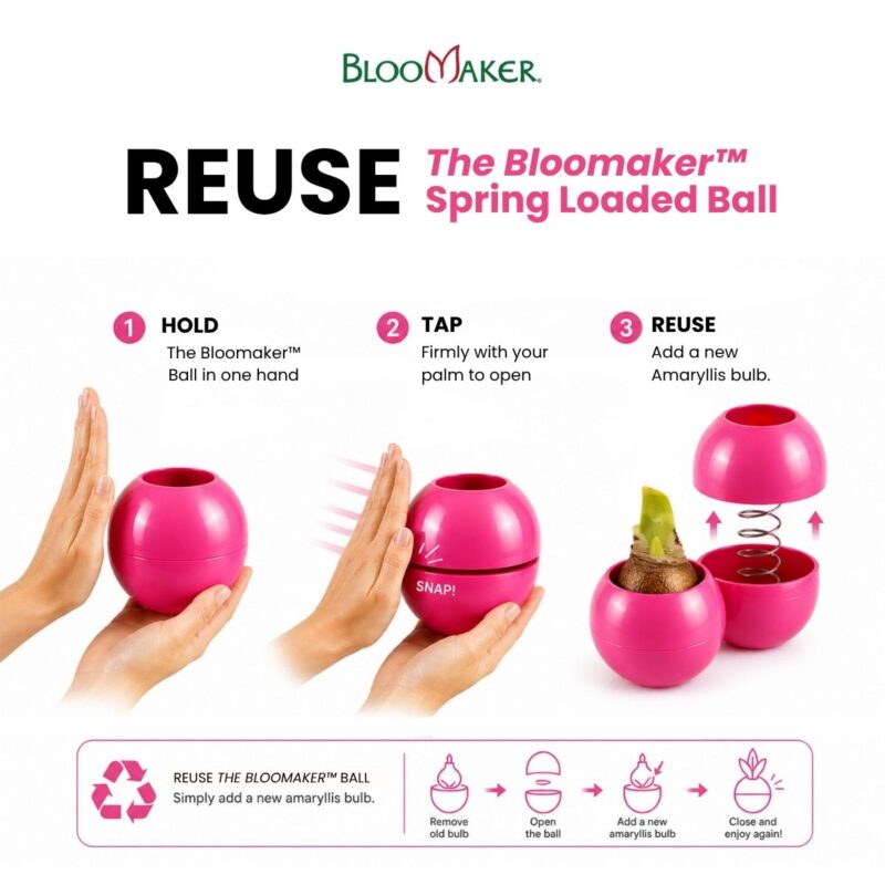 The Bloomaker™ Amaryllis Ball - Purple 3 pots 11