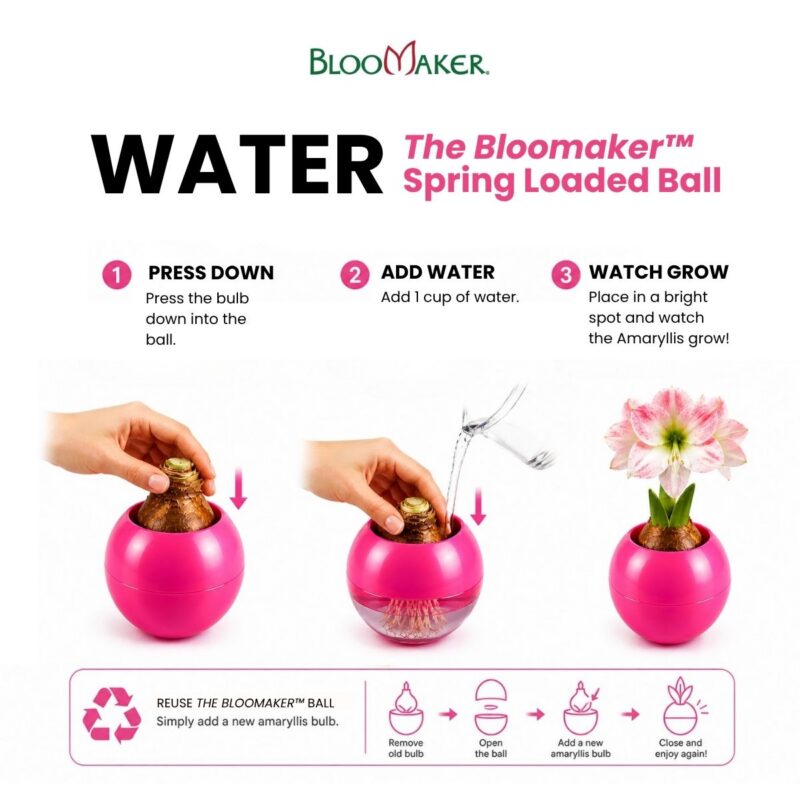 The Bloomaker™ Amaryllis Ball - Purple 2 pots 12