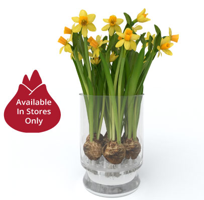 products daffodils