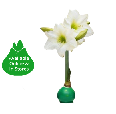 products giant amaryllis 1