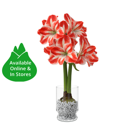 giant amaryllis