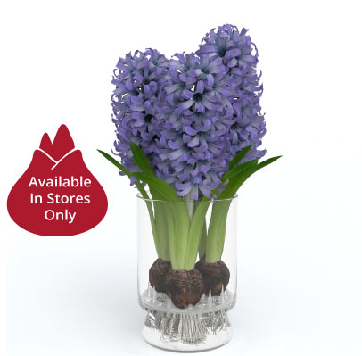 hyacinths
