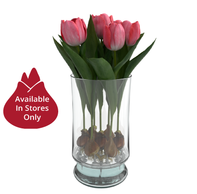 long life tulips
